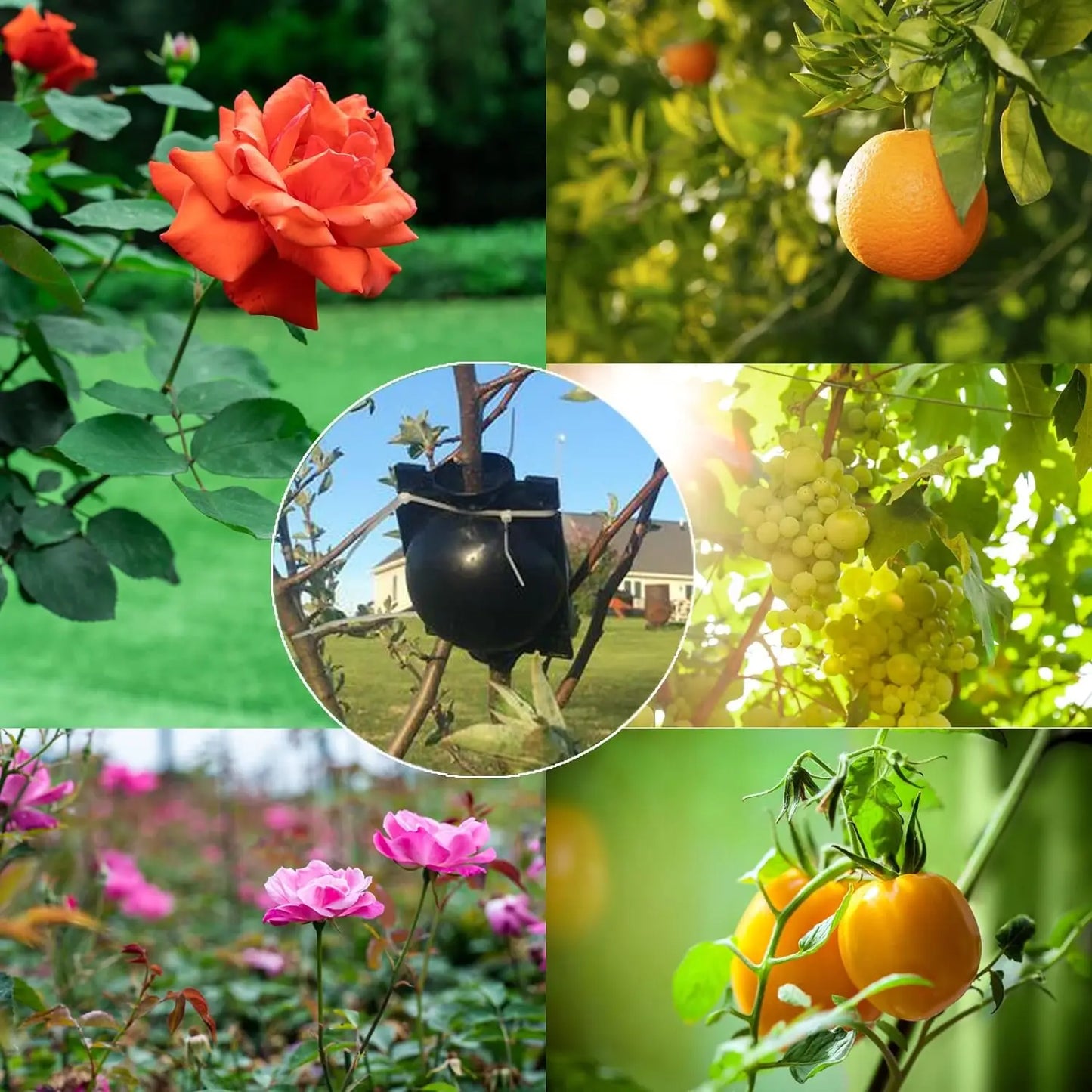 Seedling Cutting Plant Grow Box