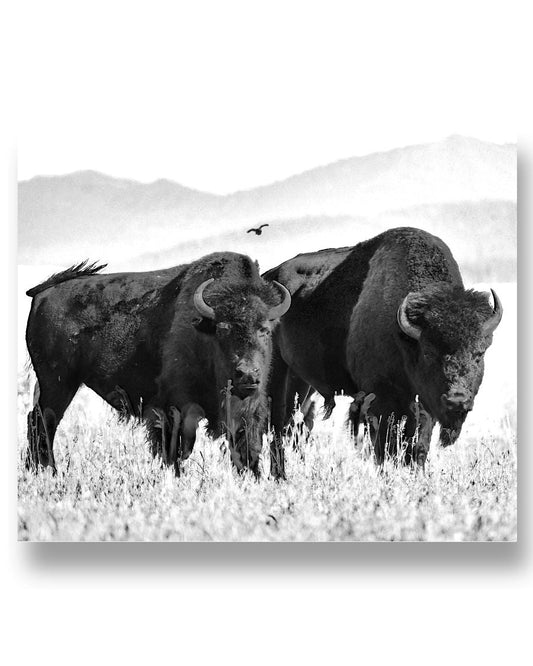 Bison Couple, Wyldlife For Tomorrow, Moss Apparel, 24x20 Poster Matte
